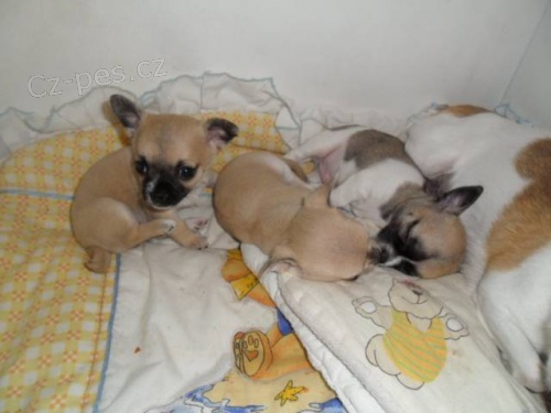 �ivava - �t���tka s PP