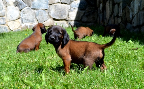 Bavorsk� barv��