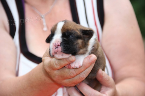 Zad�me �t���tka N�meck�ch Boxer�