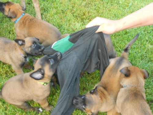 BO malinois �t�n�tka s PP 