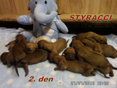 �t���tka �t�rsk�ho brak��e s PP