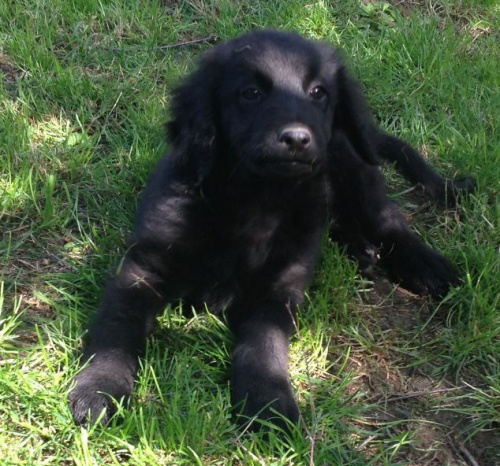 �t���tka Hovawart