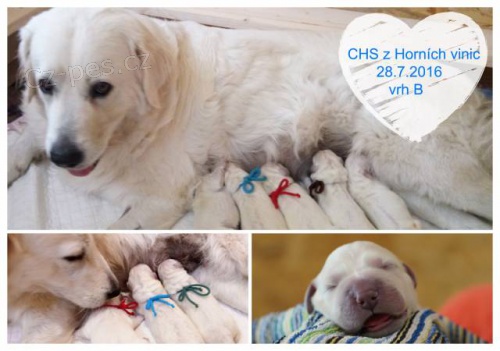 Slovensk� �uva� - prodej