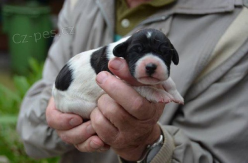 �t��ata pointr�