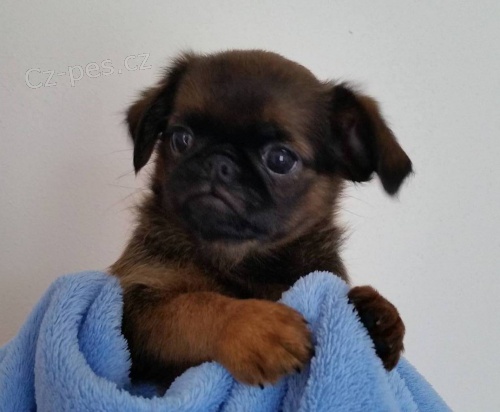 �t���tka - Pejsci