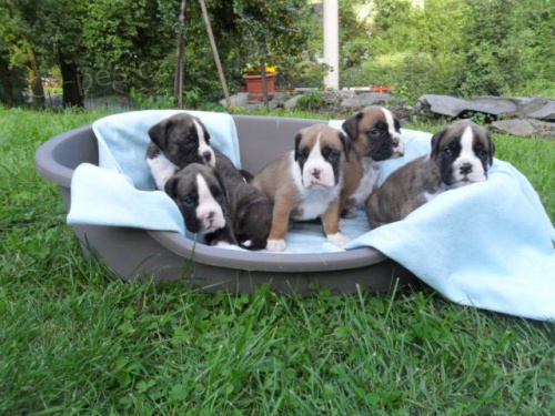 Boxer- �t���tka s PP