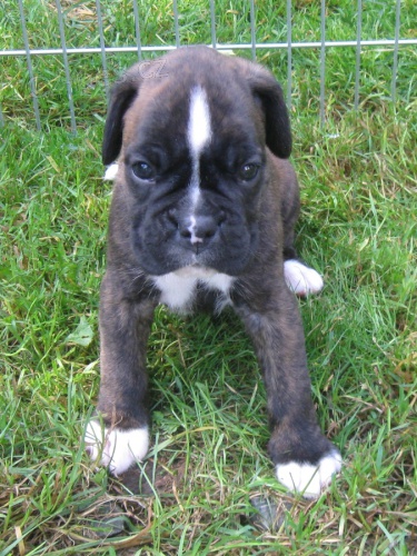 Prod�m �t�n� boxera s PP