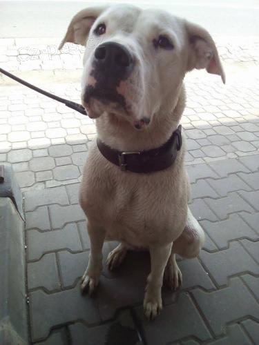 Argentinsk� doga..fena ke kryt�