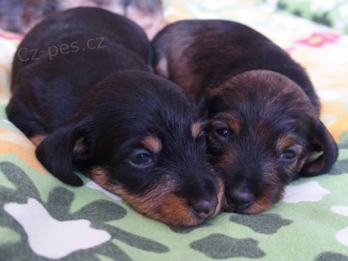 Jezev��k drsnosrst� kr�li��