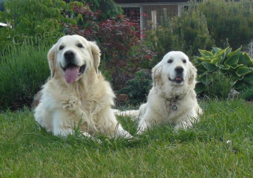 Zlat� retriever - �t��ata s PP