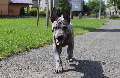 Thajsk� Ridgeback modr� �t���tka