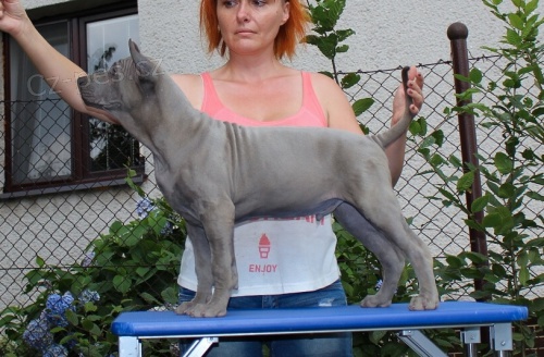 Thajsk� Ridgeback modr� �t���tka s PP
