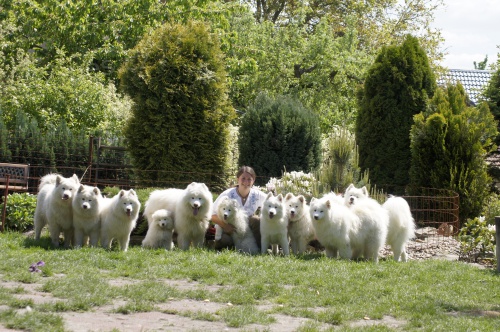 SAMOJED �t���tka s PP