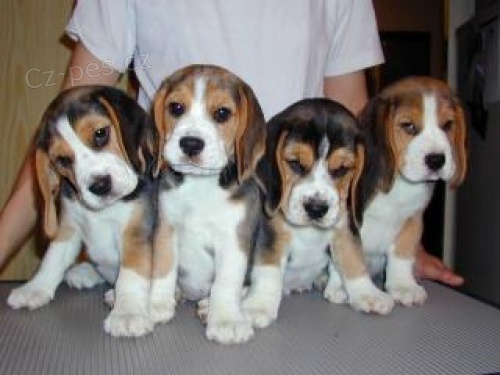 �t��ata b�gl, beagle s PP - pes bicolor