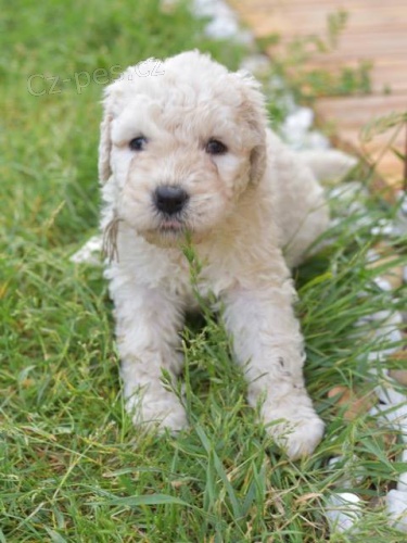 �t�nata komondora s PP