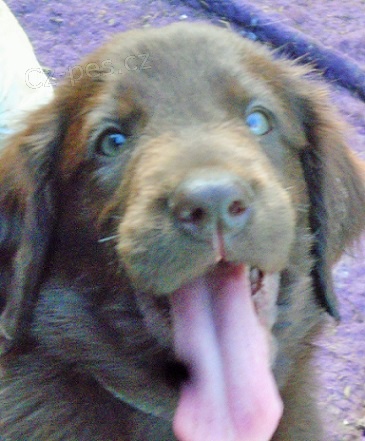 Flat coated retriever s PP -hn�d�