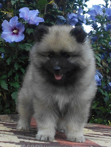 Keeshond / vl�� �pic prod�m �t��ata s PP