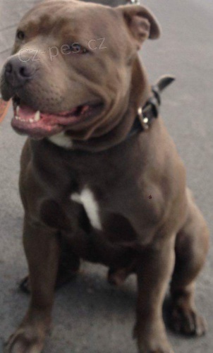 American Bully ke kryt� 