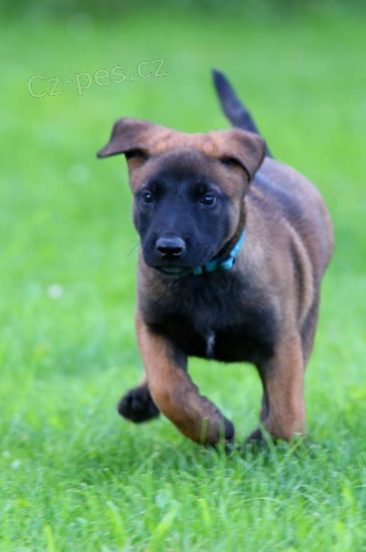 �t��ata belgick� ov��k- malinois