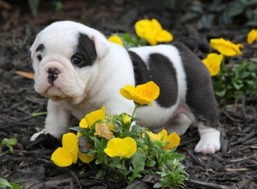 Anglick� Bulldogs pro rehoming
