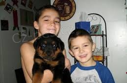 12 t�dn� Rotvajler �t��ata k adopci