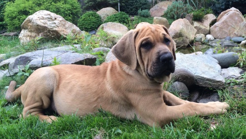 N�dhern� �t���tka Tosa inu s PP