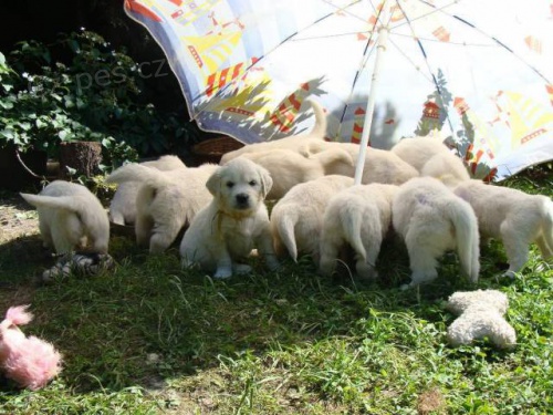 Zlat� retr�vr s PP