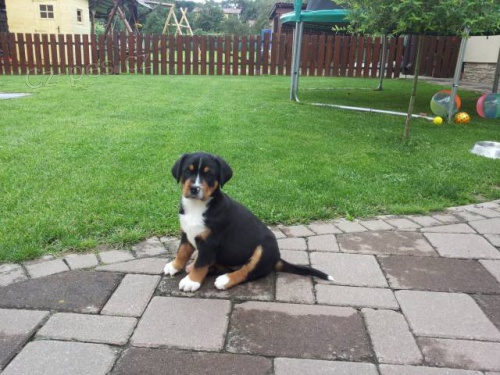 Ve�k� �vaj�iarsky sala�n�cky pes