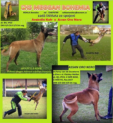 Belgick� ov��k Malinois - �t��ata prodej