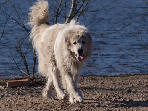 Chovn� PHP ke kryt�