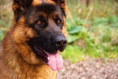 Oblastn� v�stava n�meck�ch ov��k�