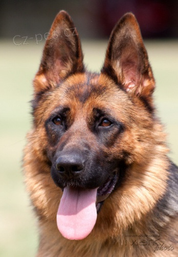 Bonitace n�meck�ch ov��k�