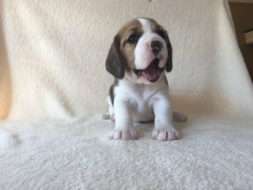 Rozko�n� b�gl�ci hledaj� part��ka do nepohody