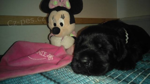 Kn�ra� velk� �ern� s rodokmenem