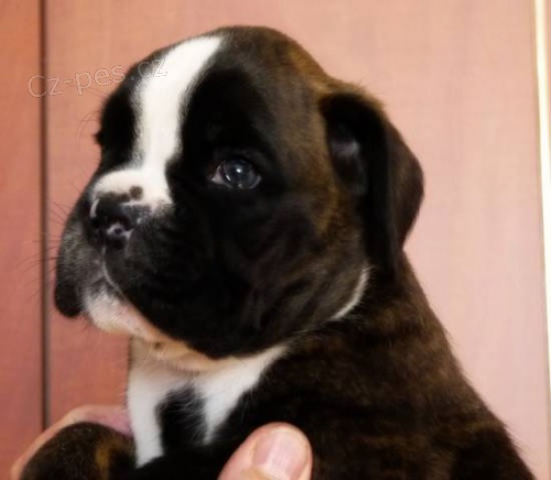 �t��ata boxera s PP