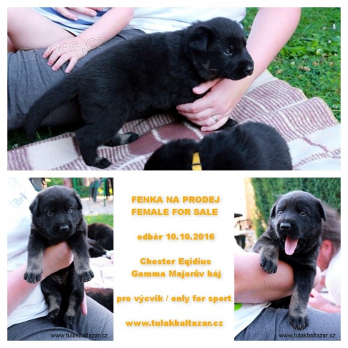 Zad�m �t�n� - fenku