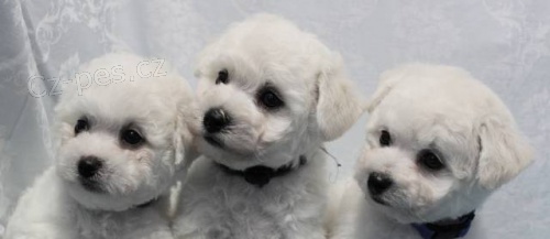 Bi�onek - Bichon Fris�
