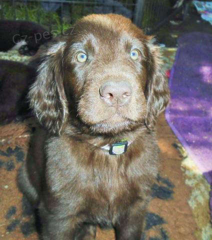 Flat coated retriever hn�d� s PP