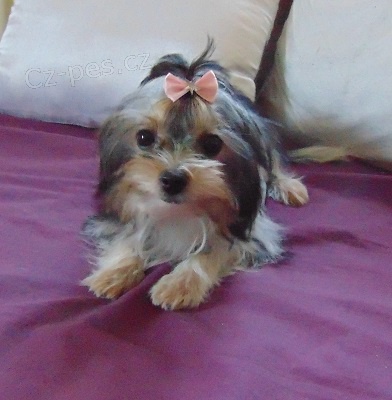 Biewer yorkshire terrier - fene�ka s PP