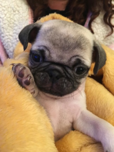 Kr�sn� Mops �t��ata pro p�ijet�