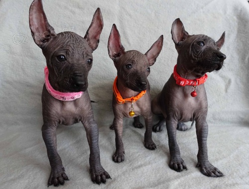 Peru�nsk� nah��