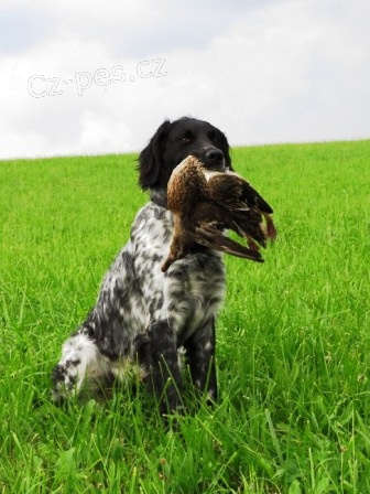 Velk� m�nsterlandsk� oha�