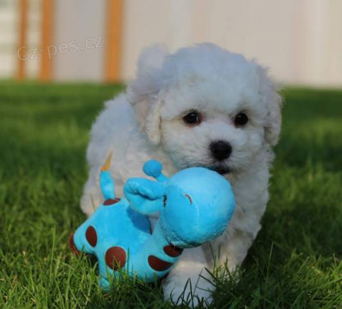 �t���tka bi�onk� s PP