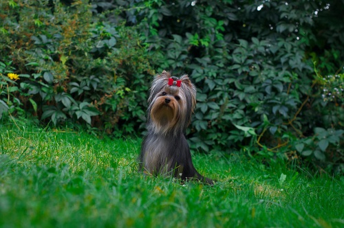 Luxusn� jork��rsk� teri�r,kluk