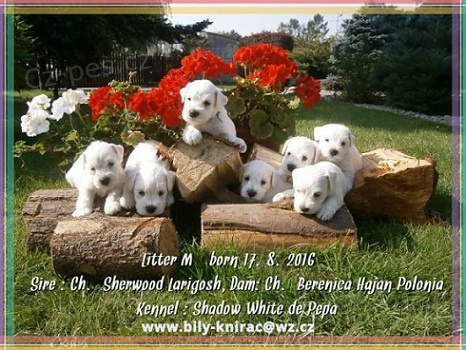 Kn�ra� mal� b�l� s PP. �t��ata po v�born�ch rod.