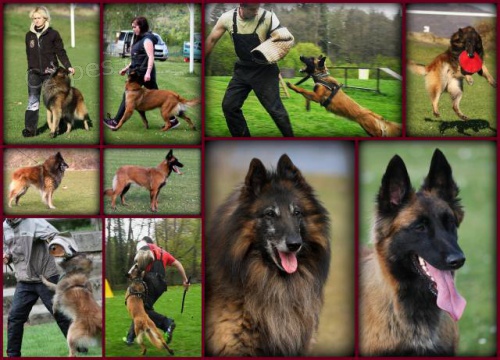 Belgick� ov��k - Tervueren