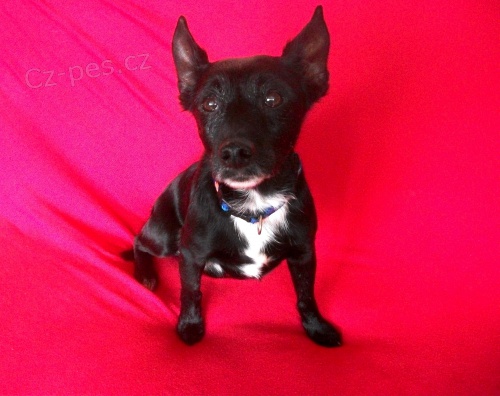 ڞasn� spole�n�k Eda, k��enec