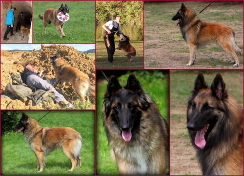 Belgick� ov��k - Tervueren