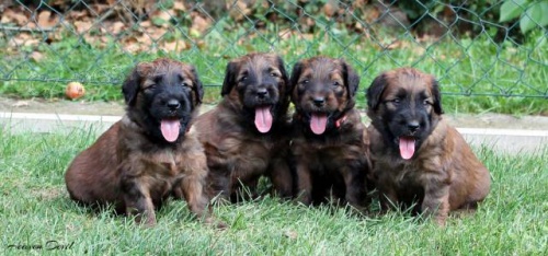 Briard - plav� �t���tka