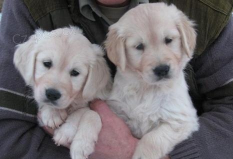 Registrovan� Zlat� retr�vr �t��ata